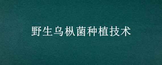 野生乌枞菌种植技术（乌枞菌人工种植）