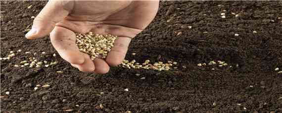 黑麦草种子一亩要用多少种子 黑麦草种子多少钱一公斤