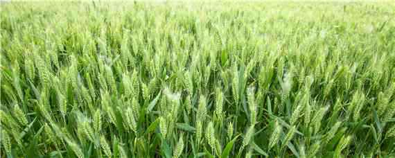 丰德存麦21小麦品种 存麦20小麦种品种介绍丰德丰德存20