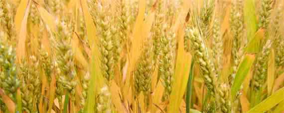小麦拌种100斤麦用多少水 50斤麦种用多少水拌种