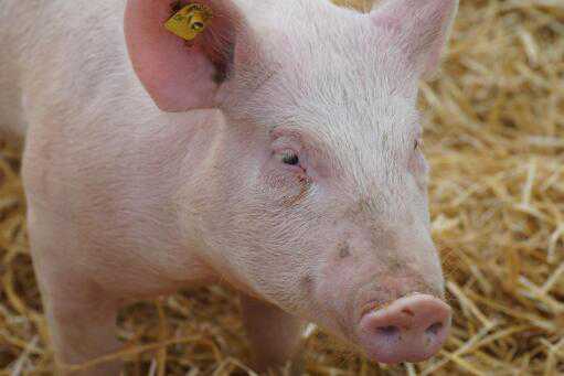 开办一个小型养猪场要投资多少钱（办个小型养猪场成本多少钱）