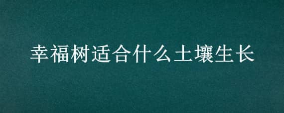 幸福树适合什么土壤生长