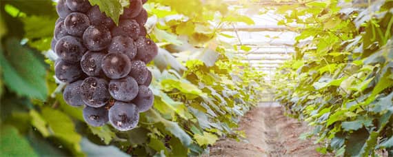 葡萄种植方法与技术管理 葡萄种植方法与技术管理咨询