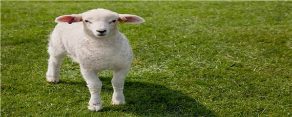羊下跪是什么原因（羊为什么喜欢下跪）