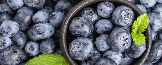 莱克西蓝莓适合山东种植吗 蓝莓莱克西亩产量多少