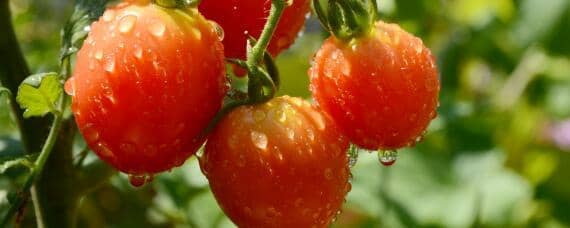 西红柿适合什么土壤 壤土适合种西红柿吗