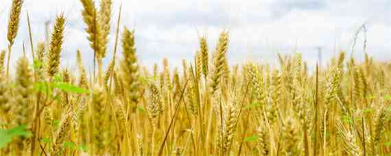 漯麦47小麦品种