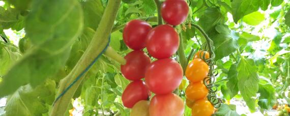 盆栽西红柿什么时候掐尖 小西红柿什么时候掐尖