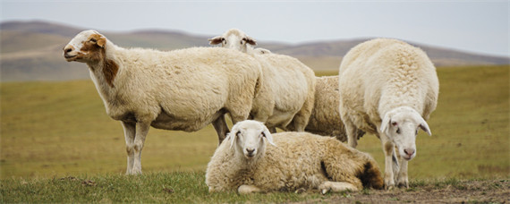 羊的生活特性和特点（羊的特点和生活特征）