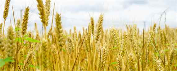 众岱100小麦品种介绍 岱麦728小麦品种