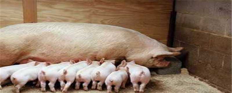 母猪非洲猪瘟早期症状 非洲猪瘟老母猪症状