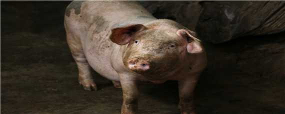 猪用过硫酸氢钾用法与用量 过硫酸氢钾可以给猪吃吗