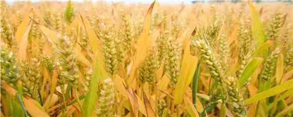 小麦产量每亩多少斤（小麦产量每亩多少斤记录）