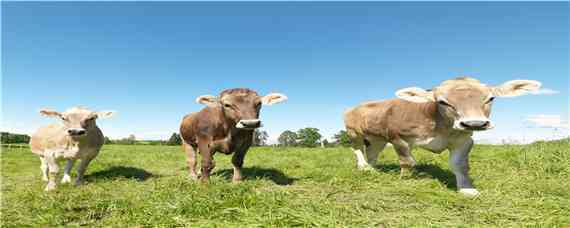 一头牛一天吃多少草料 一头牛一天吃多少草料和饲料