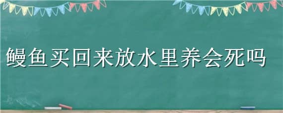 鳗鱼买回来放水里养会死吗