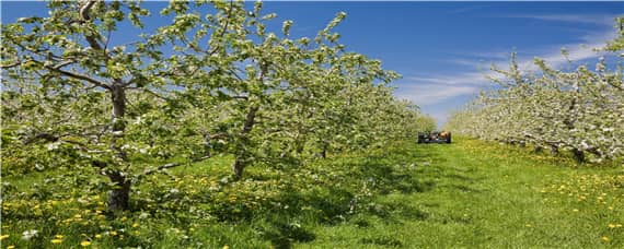 苹果树适合什么土壤生长 苹果树用什么土栽培比较适宜