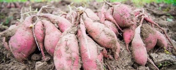 红薯适合什么土壤种植
