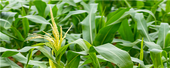 对锈病免疫的玉米品种 防治玉米锈病的特效药是哪些