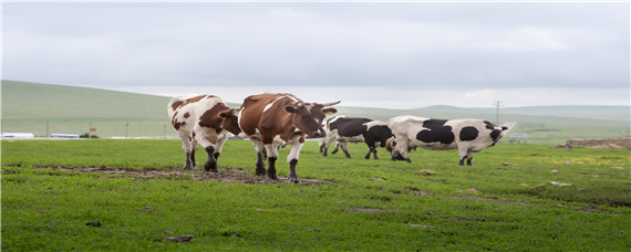伊维菌素给牛驱虫要连用几天 牛用伊维菌素驱什么虫