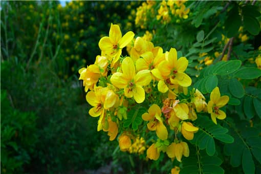 加拿大一枝黄花的危害有哪些 加拿大一枝黄花和一枝黄花的区别