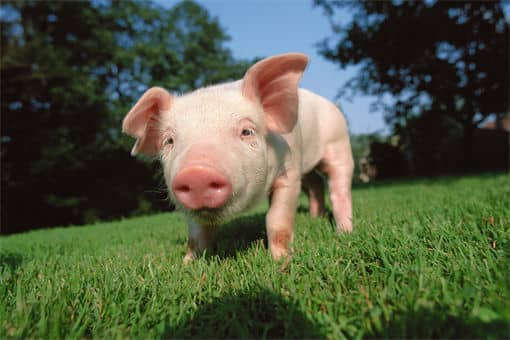 阉猪最早出现在那个年代 阉猪技术起源哪个朝代
