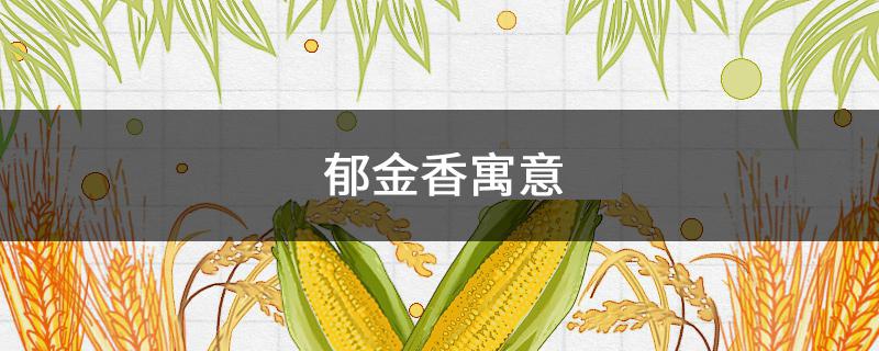 郁金香寓意