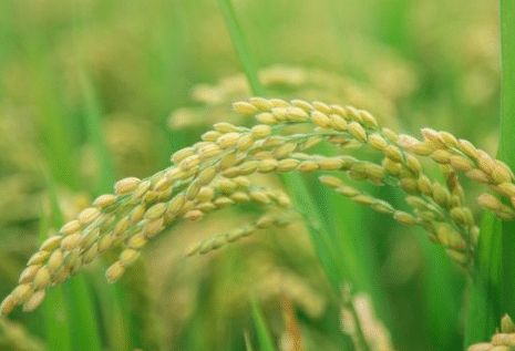 水稻秧苗期怎么管理，水稻秧苗养殖注意事项