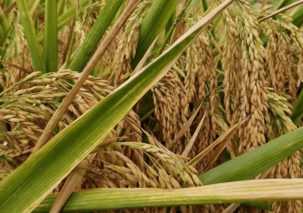 水稻倒伏的原因是什么 预防措施有哪些