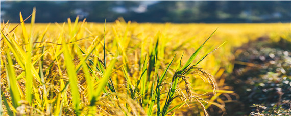 2020黑龙江水稻即将审定品种（2020年黑龙江省水稻品种审定公告）