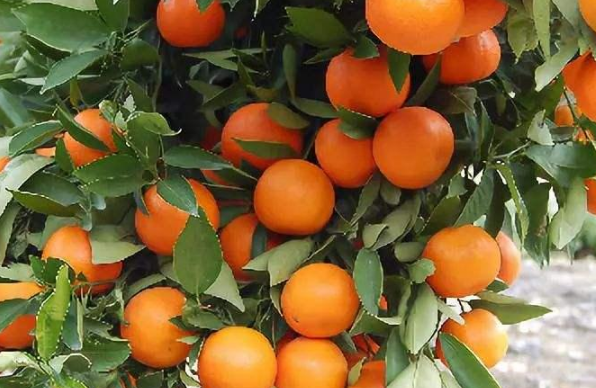 秋季柑橘施肥技术，柑橘怎么用肥 冬季柑橘园施肥方法及要点