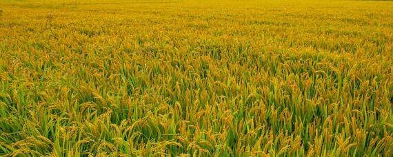 水稻一亩地施尿素多少 水稻追肥一亩多少尿素