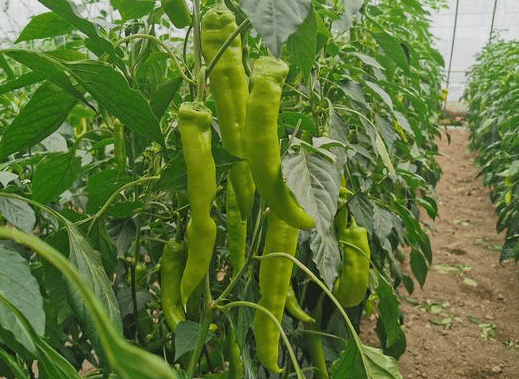 冬茬辣椒定植后该怎么管理，有哪些注意事项