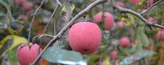 8月份早熟苹果新品种有哪些 8月早熟苹果最好的品种
