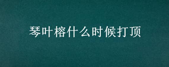 琴叶榕什么时候打顶（琴叶榕什么时候打顶合适）