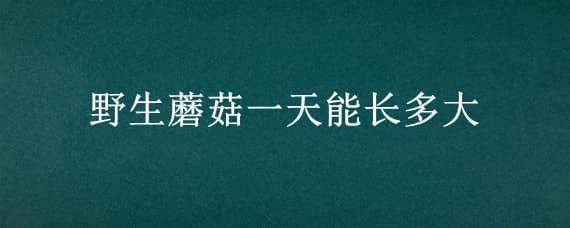 野生蘑菇一天能长多大 野蘑菇一天能长多长