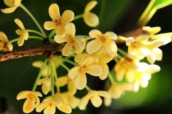 桂花上的白色絮状物怎么办，如何进行防治