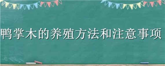 鸭掌木的养殖方法和注意事项（水培鸭掌木的养殖方法和注意事项）