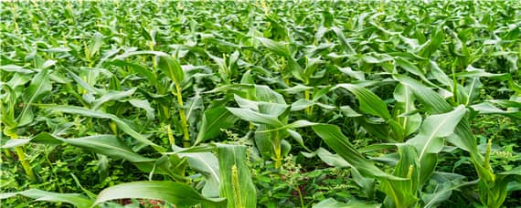 玉米后期锈病影响产量吗（玉米锈病对下茬作物有影响吗）