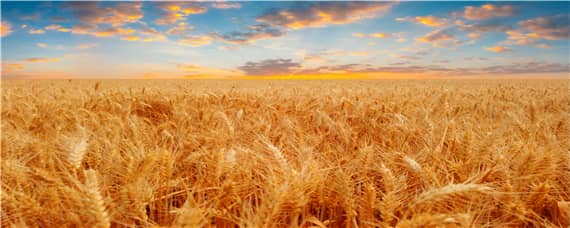百农307小麦产量如何 百农307是优质小麦吗