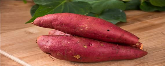 红薯怎么发芽 红薯怎么发芽种植