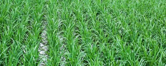 稻田晾晒的原因 水稻晒田要晒到什么程度