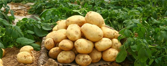 春土豆的生长期多少天 春土豆的种植时间