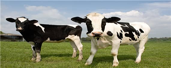 养牛技术和饲养方法（养牛技术和饲养方法培训）
