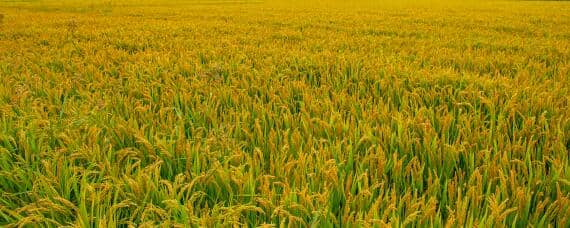 稻谷种植过程以及丰收 稻谷种植过程以及丰收情况