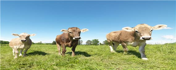 牛场养殖步骤（养牛场怎么喂牛）