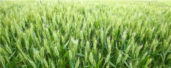小麦追肥时间 小麦追肥时间和方法