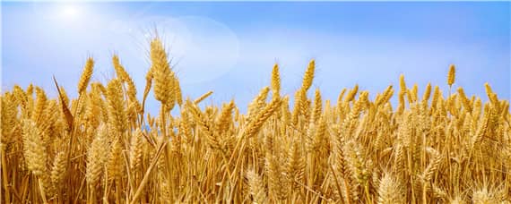 中麦875小麦品种介绍（中麦875小麦品种简介）