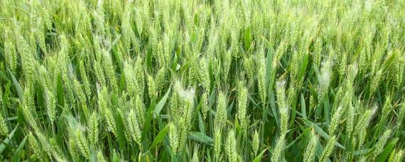 西农388小麦品种介绍 西农836小麦品种特征