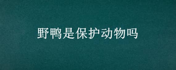 野鸭是保护动物吗 野鸭是保护动物吗为什么