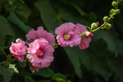 蜀葵花花语是什么，有什么寓意 蜀葵的花语是什么